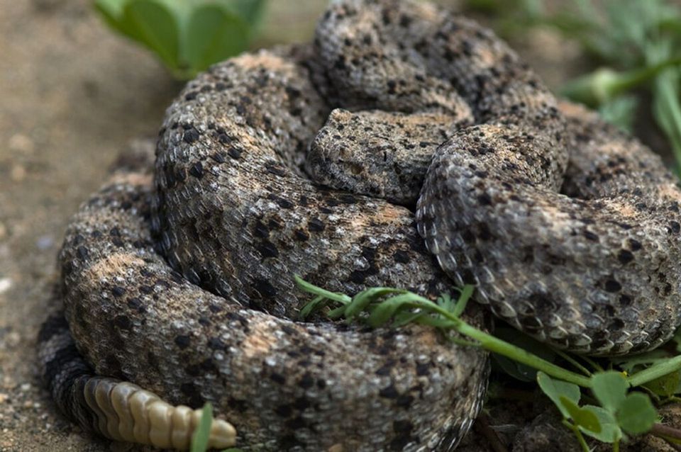 Speckled Rattlesnake in Joshua Tree National Park
