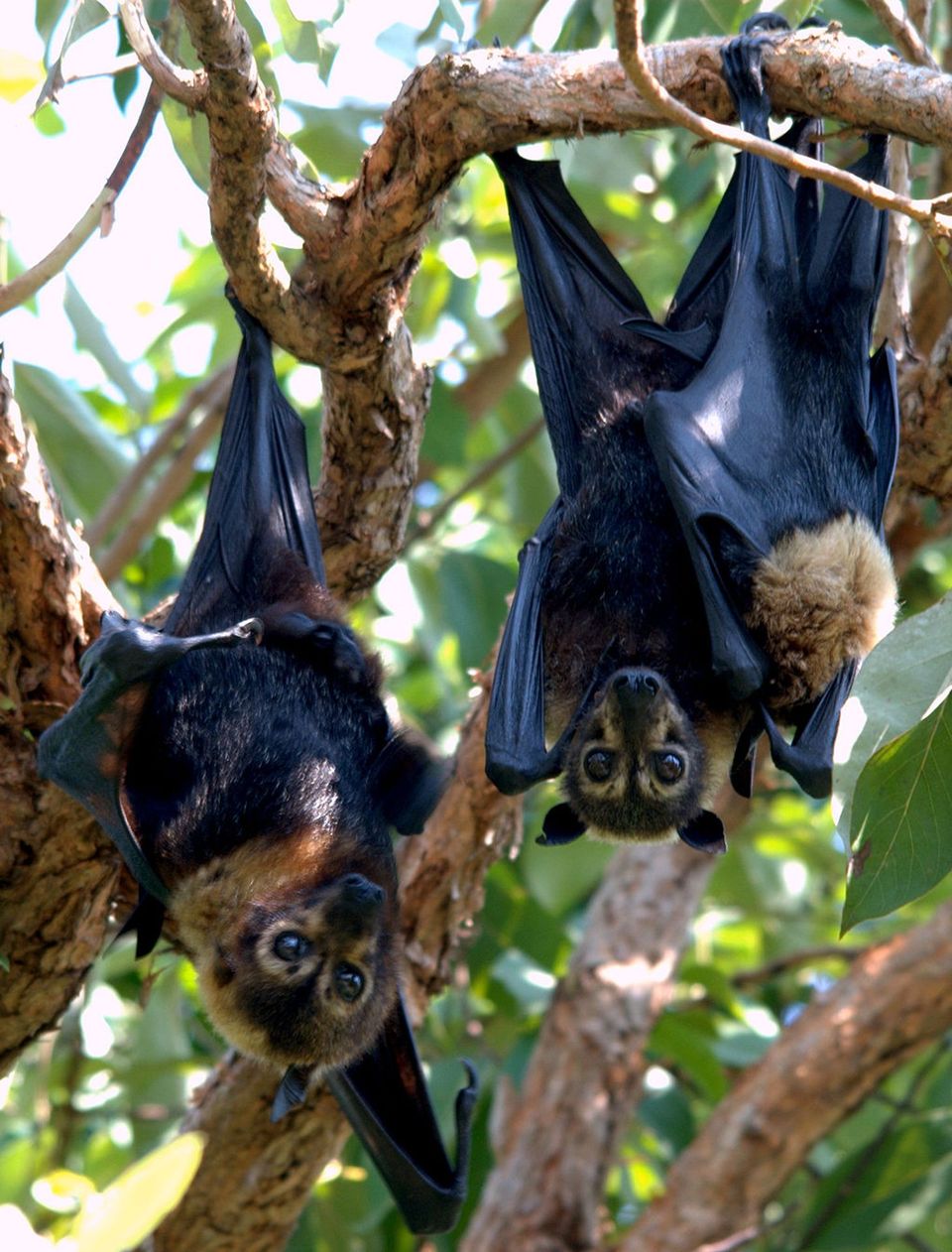 Spectacled Flying-fox in Daintree National Park