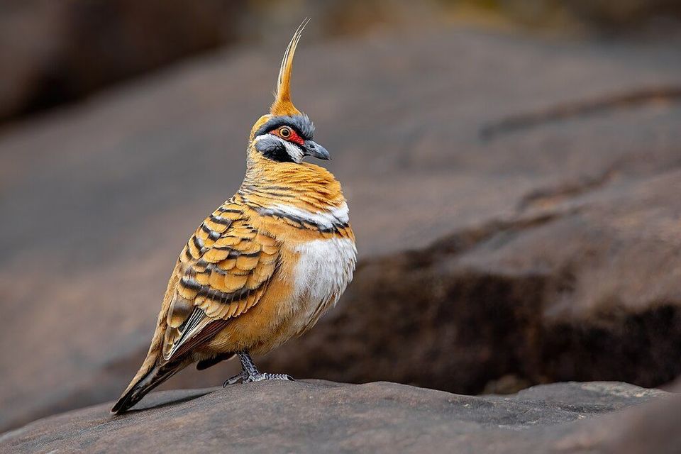 Spinifex Pigeon in Karijini National Park