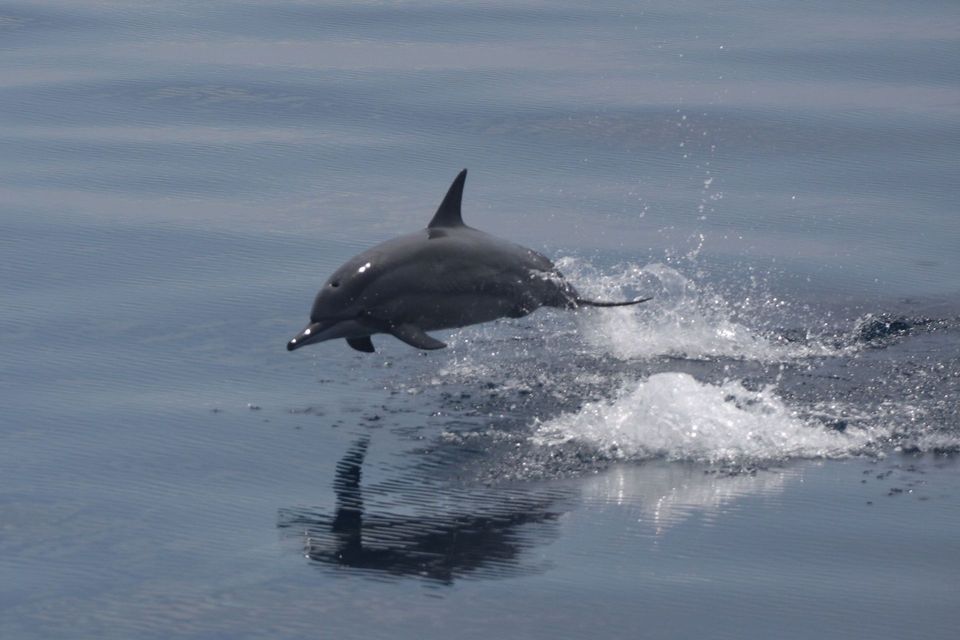 Spinner Dolphin in West Maui Scenic Drive