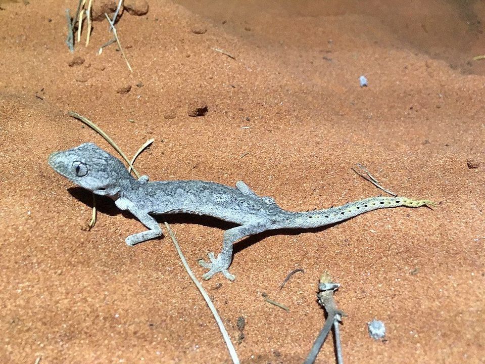 Spiny-tailed Gecko wildlife guide for Uluru-Kata Tjuta National Park