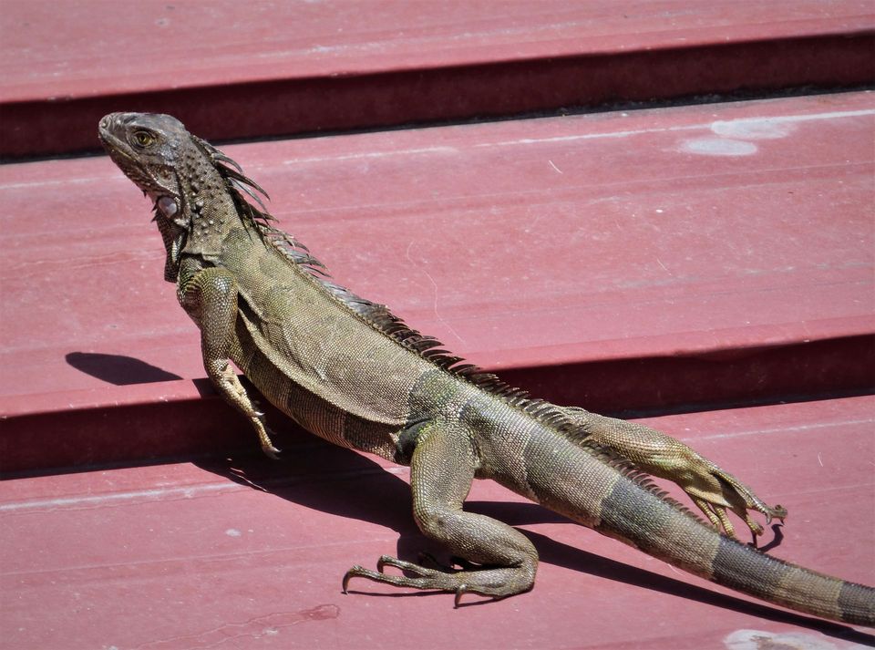 Spiny-tailed Iguana in Manuel Antonio National Park