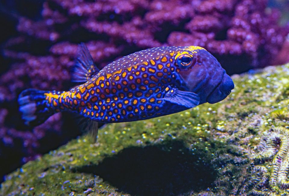 Spotted Boxfish wildlife guide for West Maui Scenic Drive