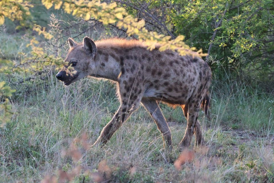 Spotted Hyena in Kruger National Park