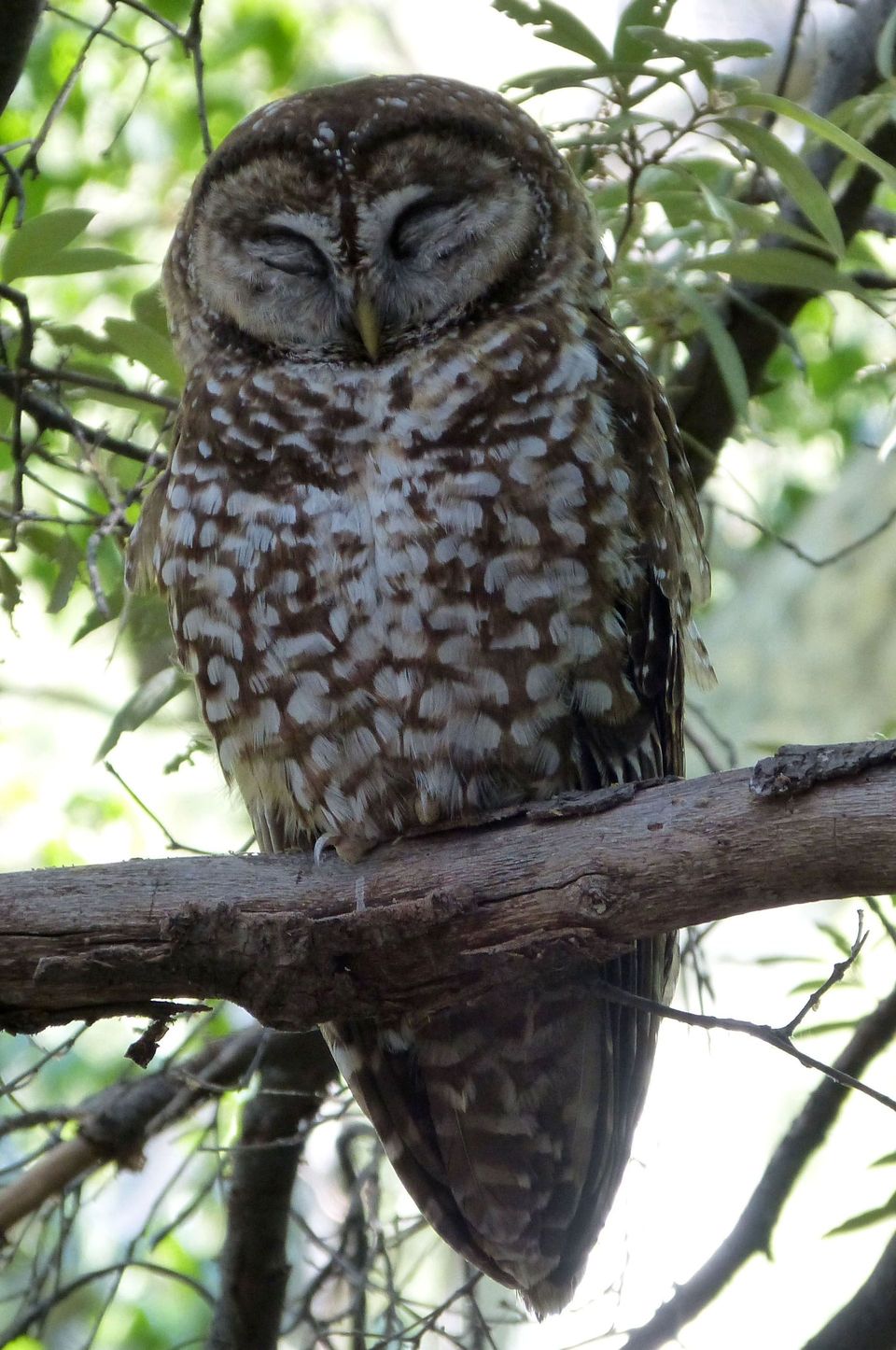 Spotted Owl wildlife guide for Zion National Park
