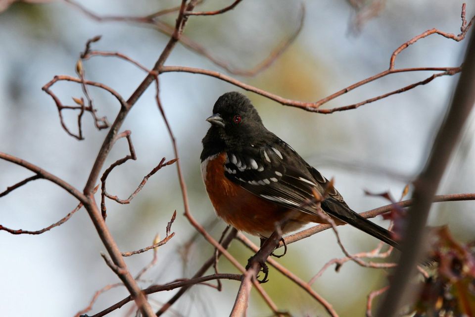 Spotted Towhee in Red Rock State Park
