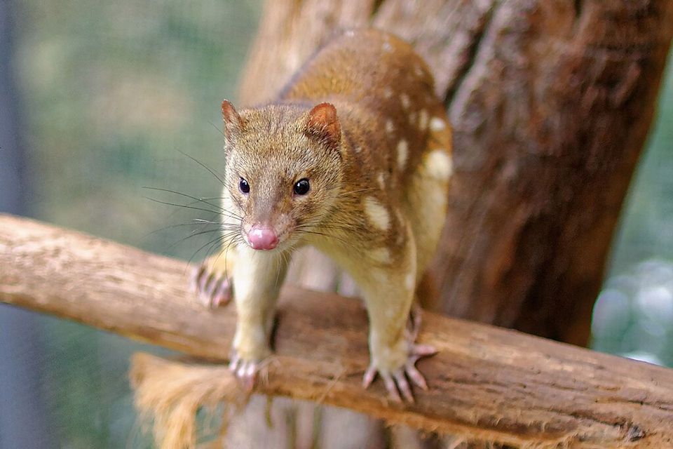 Spotted-tailed Quoll wildlife guide for Blue Mountains National Park