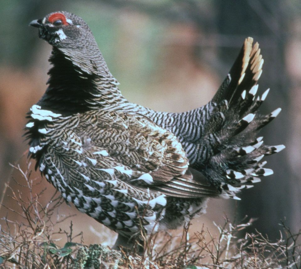 Spruce Grouse in Algonquin Provincial Park