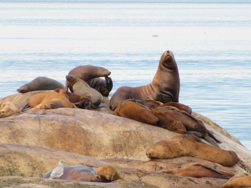 Steller Sea Lion wildlife guide for Olympic National Park