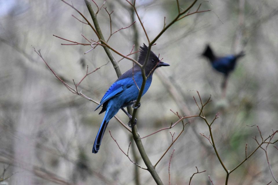 Steller's Jay in Pinnacles National Park