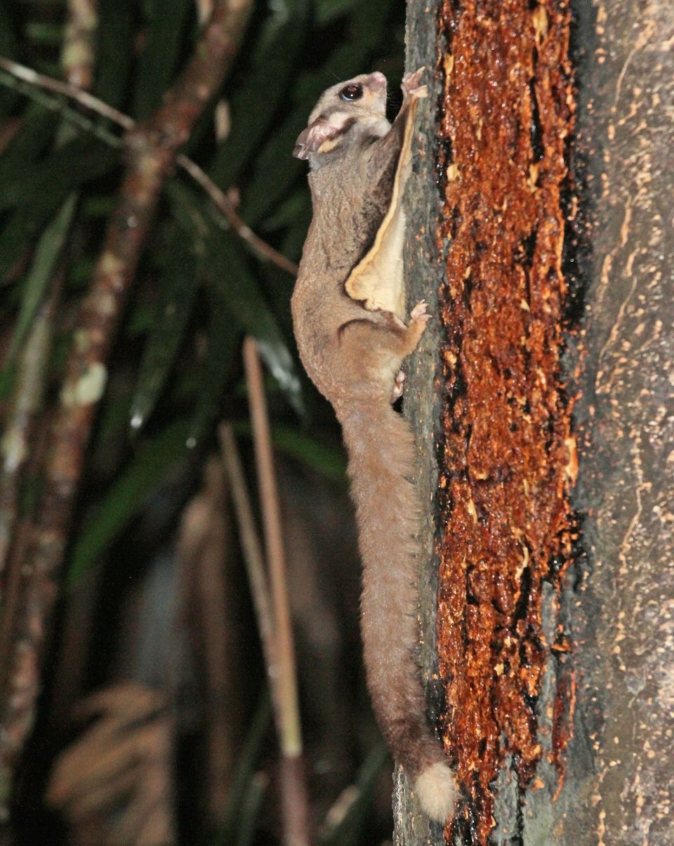 Sugar Glider wildlife guide for Great Otway National Park