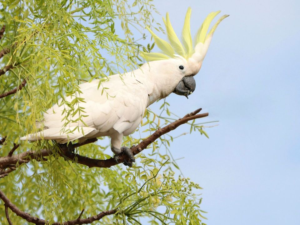 Sulphur-crested Cockatoo in Royal National Park