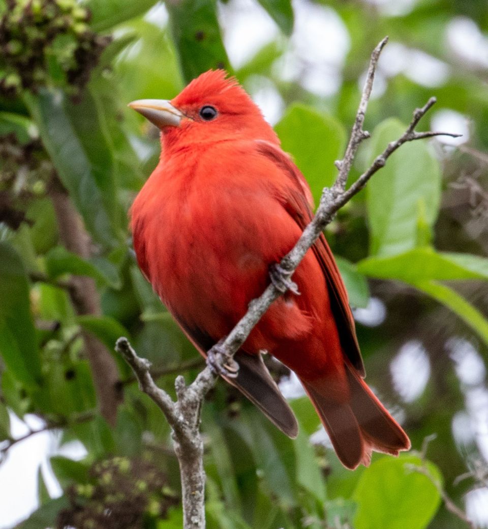 Summer Tanager in Red Rock State Park