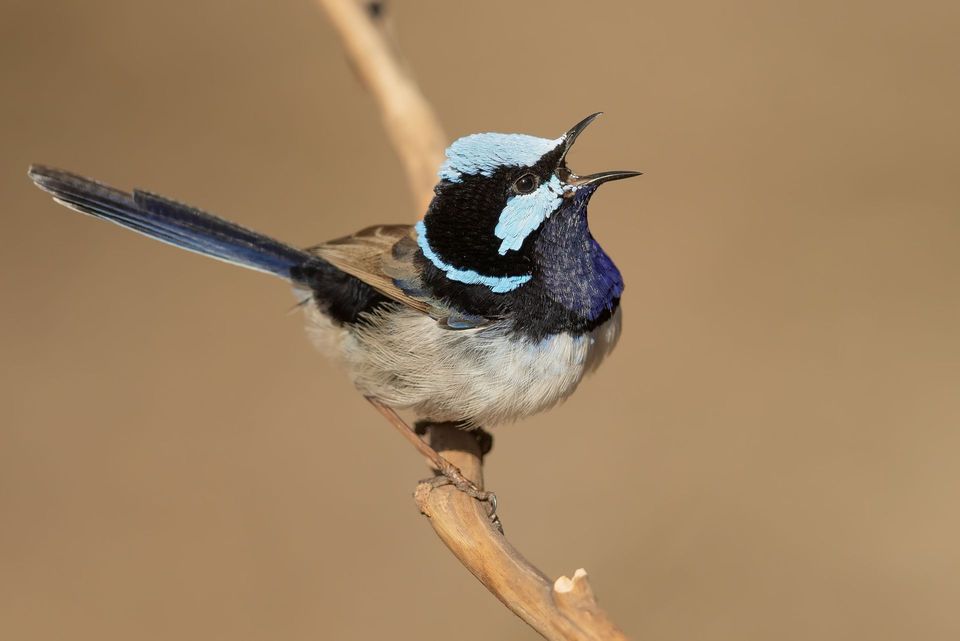 Superb Fairywren in Freycinet National Park