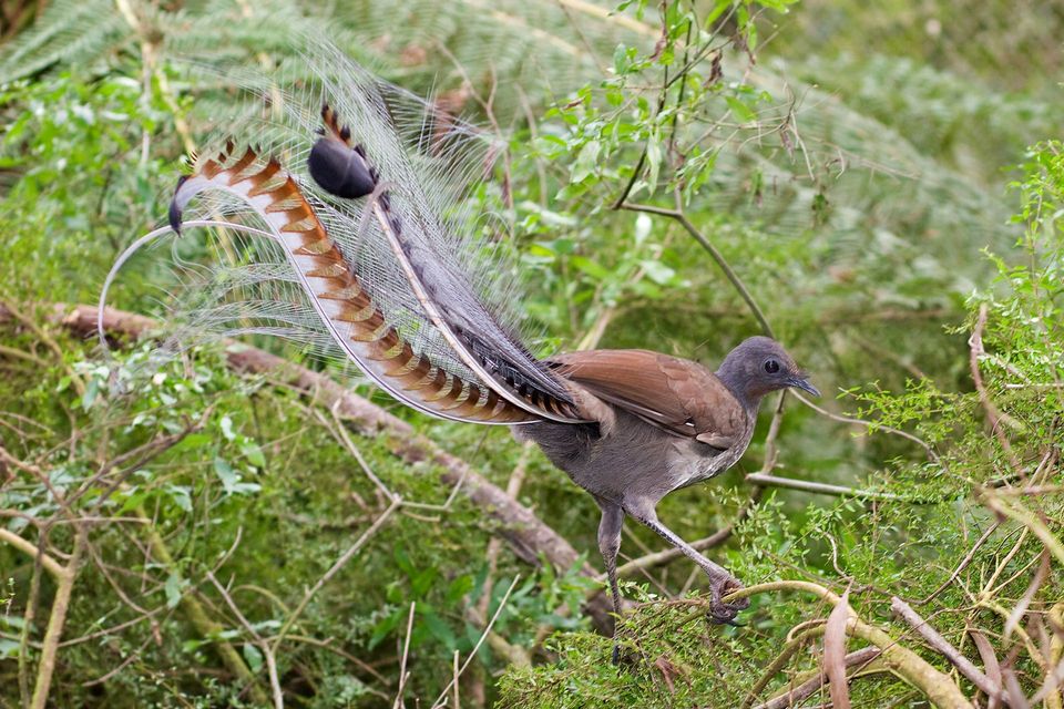 Superb Lyrebird in Blue Mountains National Park