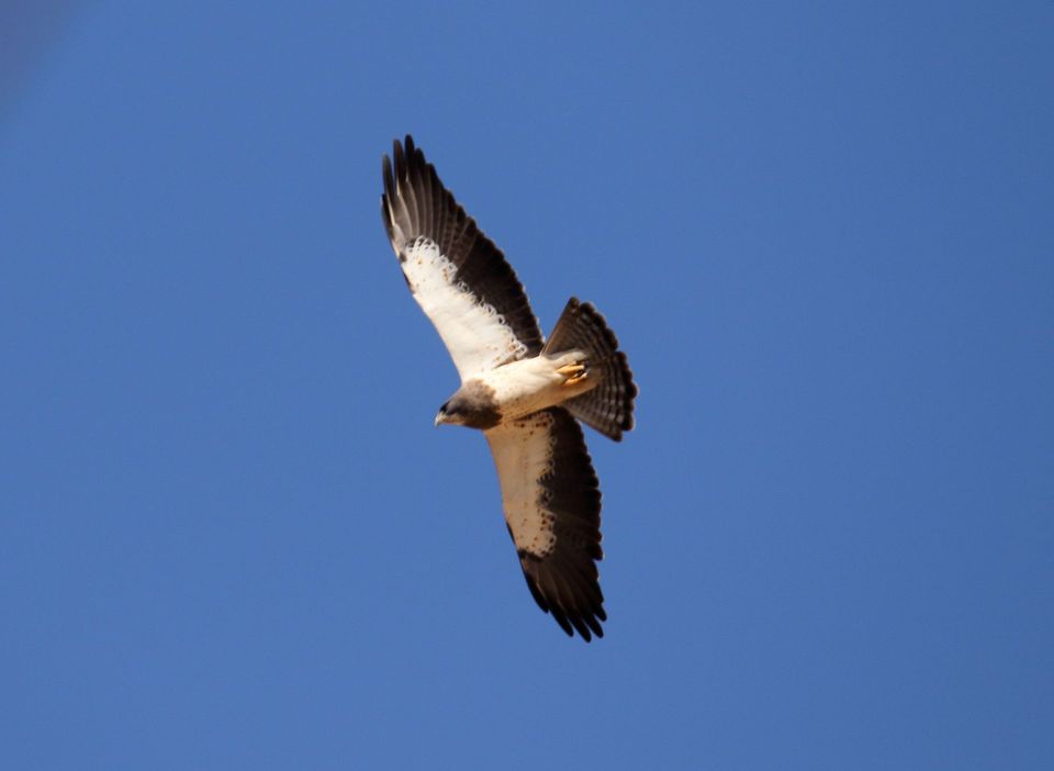 Swainson's Hawk wildlife guide for Carlsbad Caverns National Park