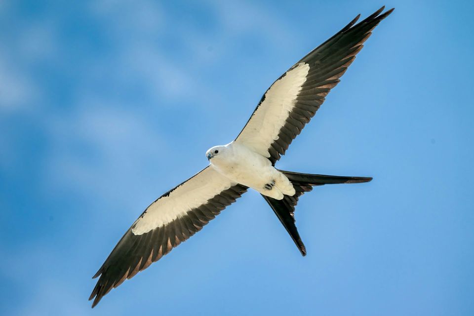 Swallow-tailed Kite in Everglades National Park