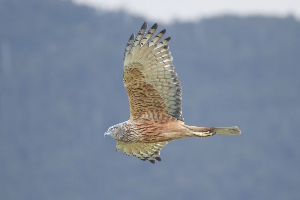 Swamp Harrier wildlife guide for Westland Tai Poutini National Park