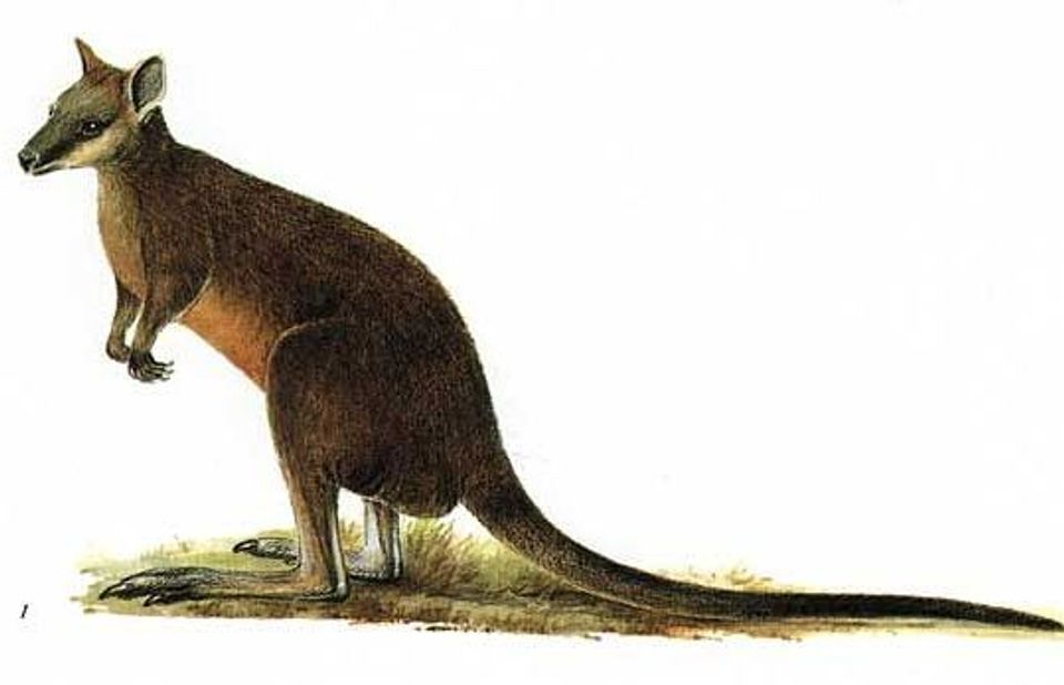 Swamp Wallaby in Blue Mountains National Park