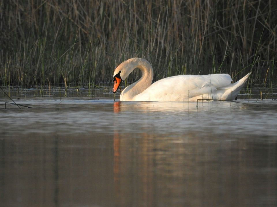 Swan in Killarney National Park