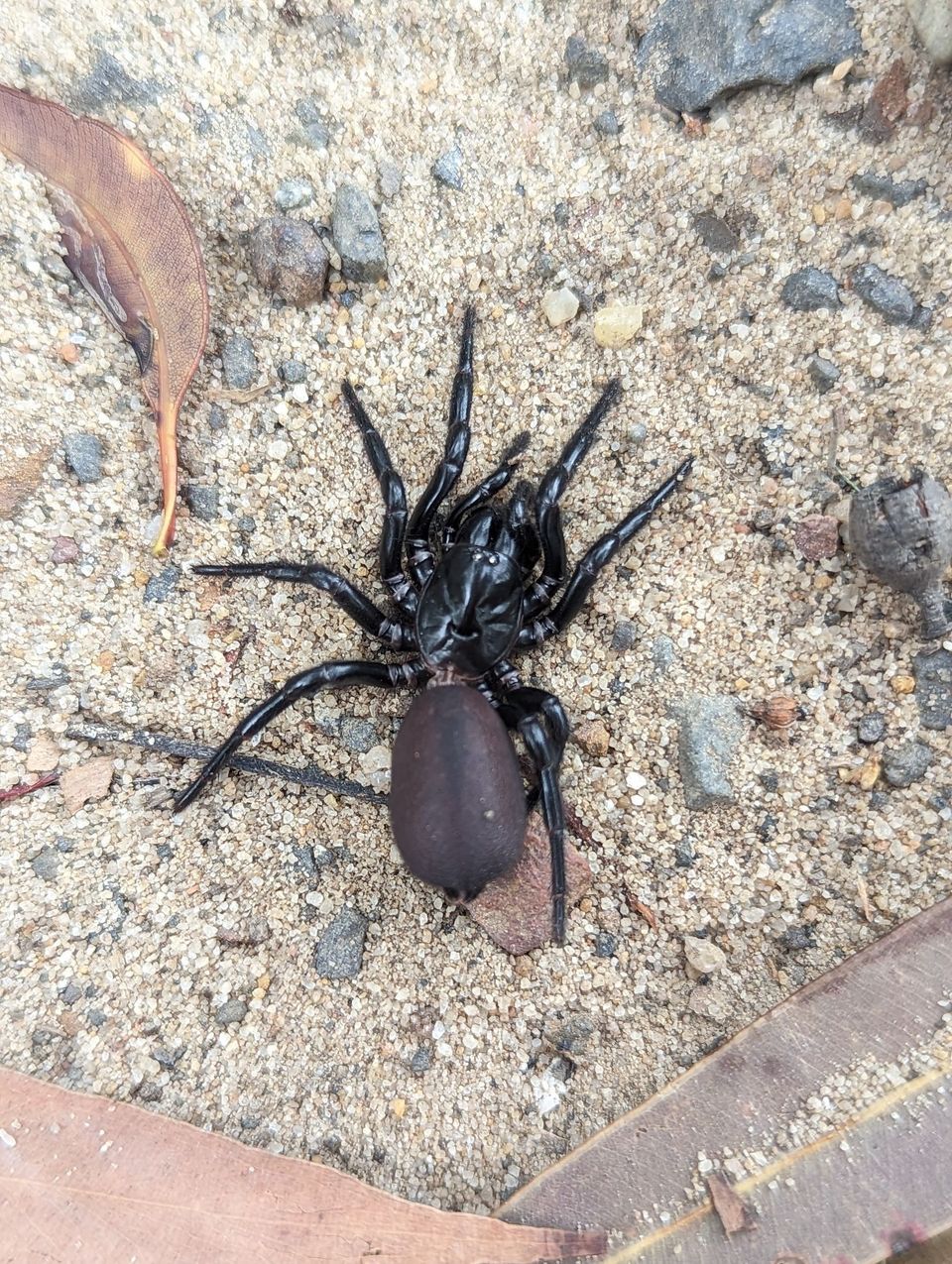 Sydney Funnel-web in Royal National Park