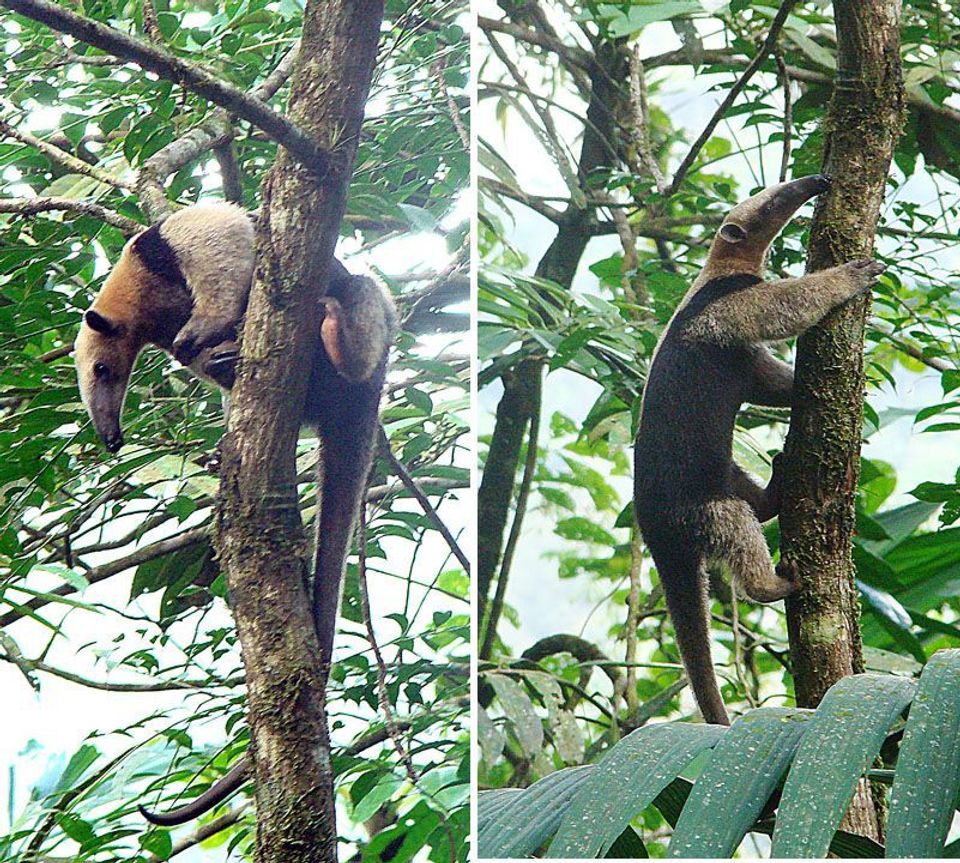 Tamandua wildlife guide for Manuel Antonio National Park