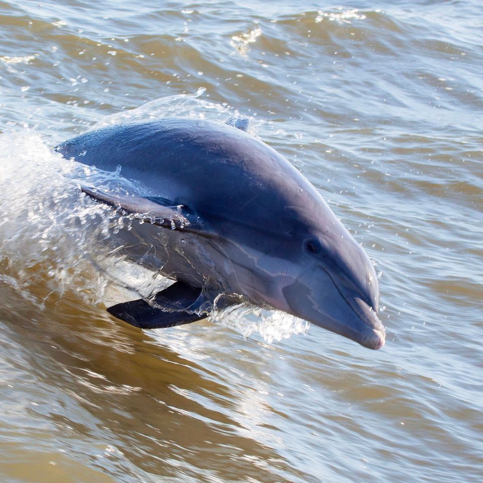 Tamanend's Bottlenose Dolphin in Biscayne National Park