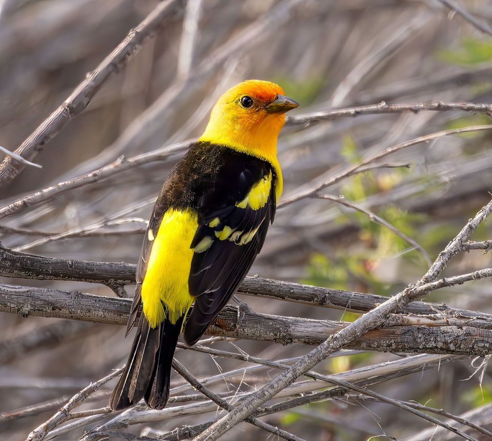 Tanager wildlife guide for Great Sand Dunes National Park