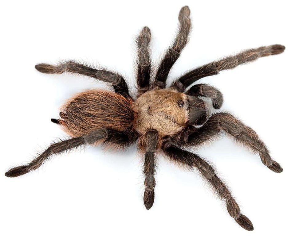 Tarantula in Zion National Park