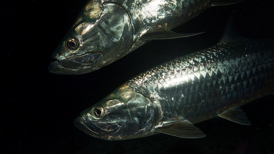 Tarpon in Dry Tortugas National Park