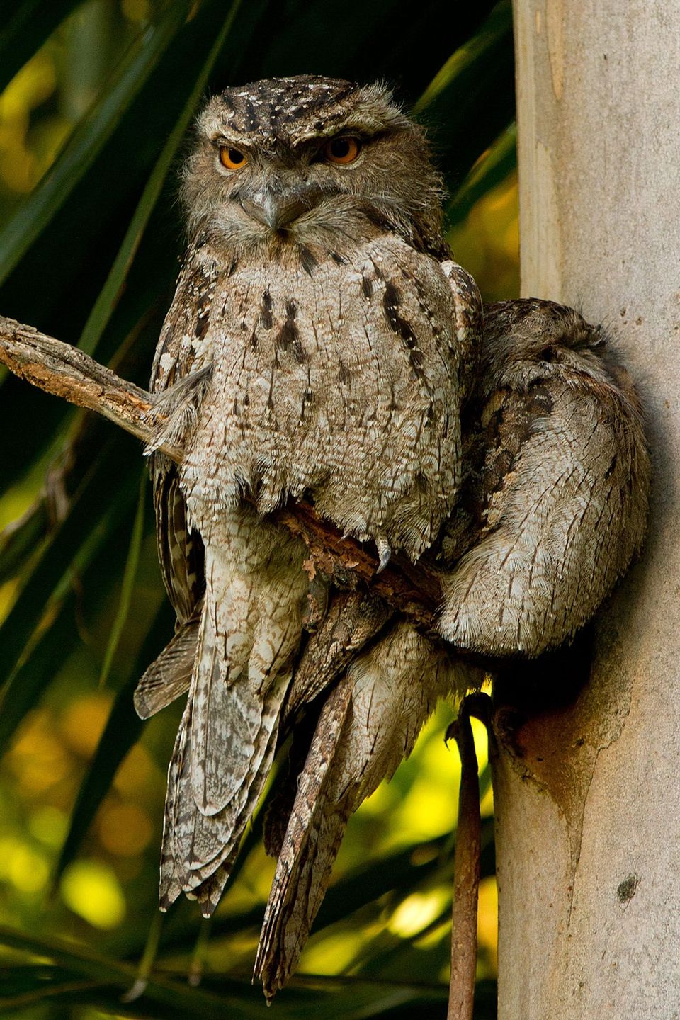 Tawny Frogmouth in Blue Mountains National Park