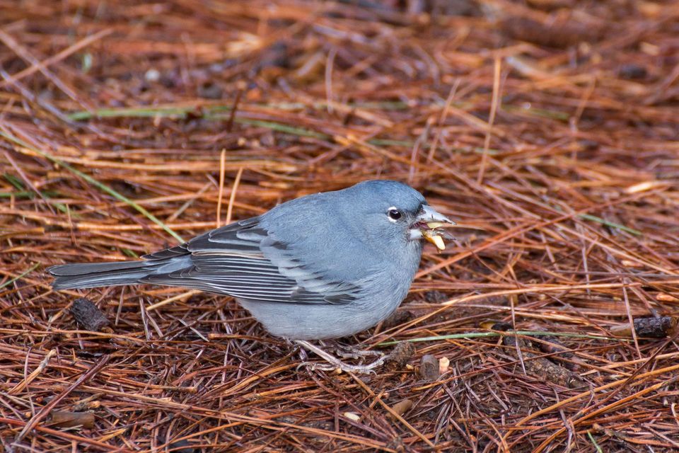Tenerife Blue Chaffinch in Teide National Park