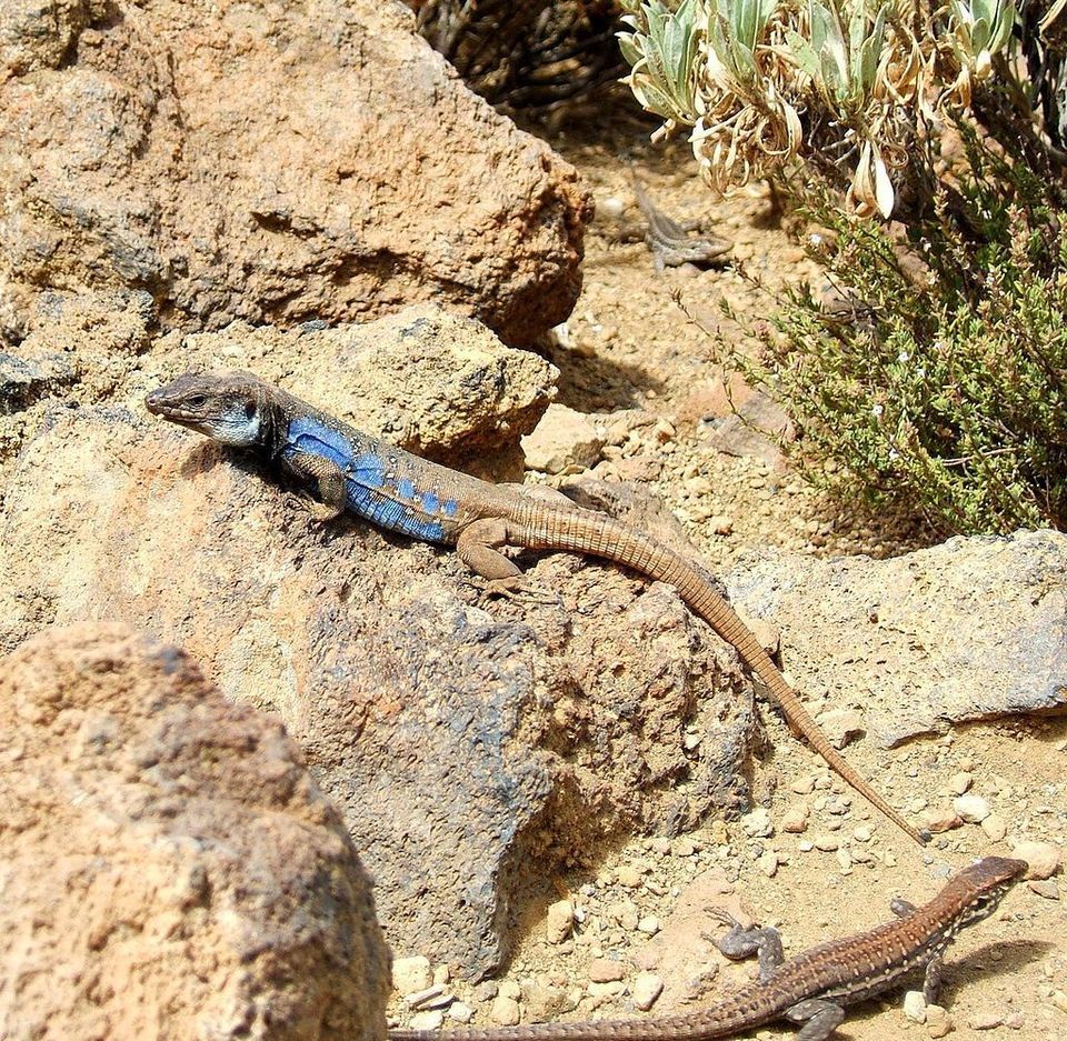 Tenerife Lizard in Teide National Park