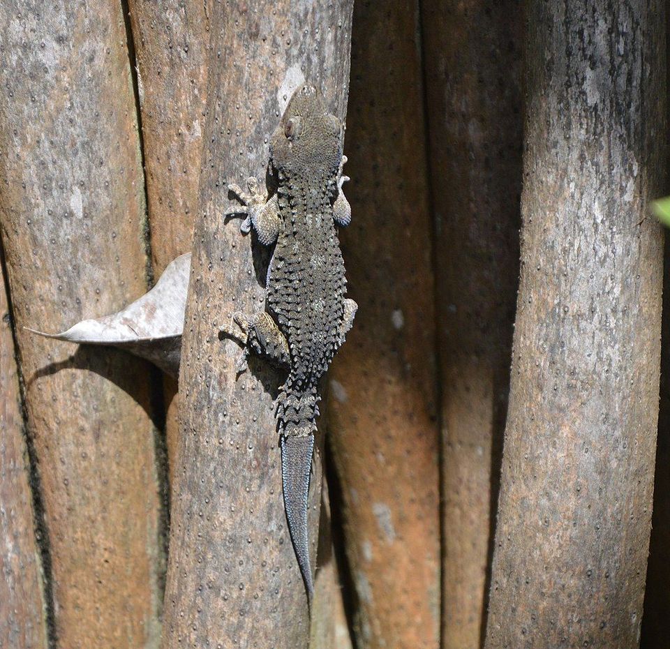 Tenerife Wall Gecko wildlife guide for Teide National Park