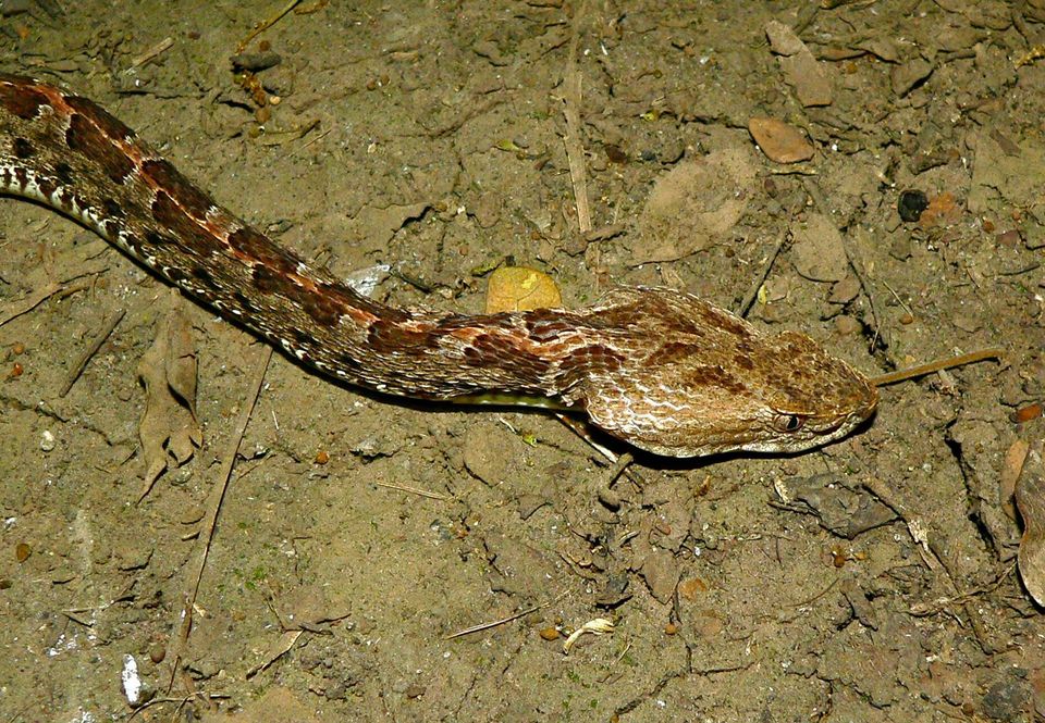 Terciopelo wildlife guide for Manuel Antonio National Park