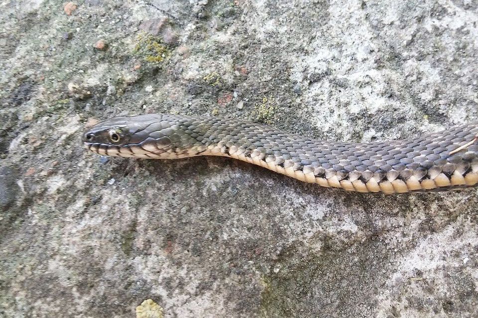 Tessellated Water Snake in Plitvice Lakes National Park