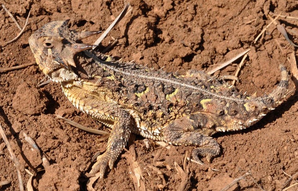 Texas Horned Lizard wildlife guide for Guadalupe Mountains National Park