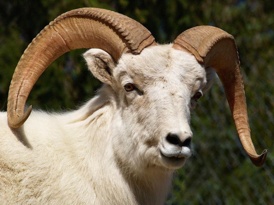 Thinhorn Sheep in Wrangell-St. Elias National Park