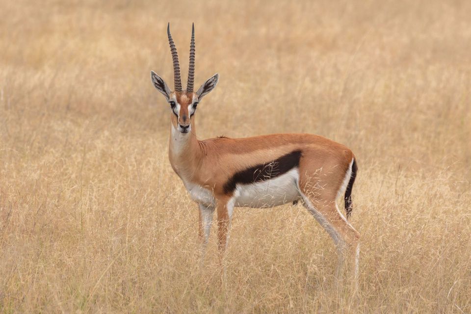 Thomson's Gazelle wildlife guide for Serengeti National Park