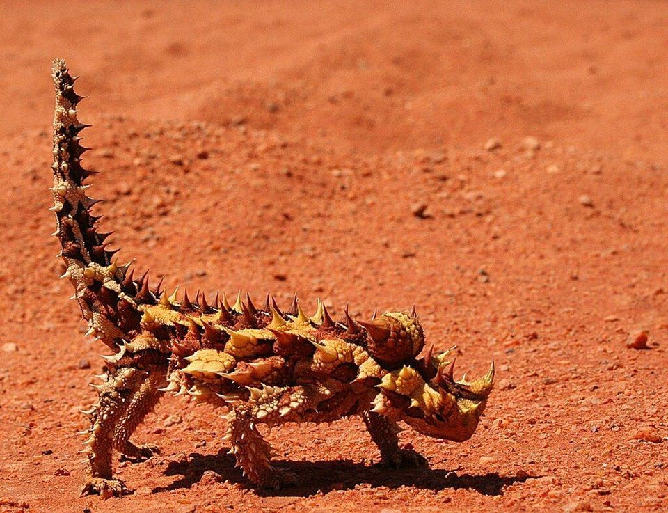 Thorny Devil in Kalbarri National Park