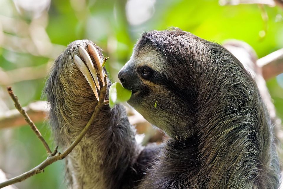 Three-toed Sloth in Manuel Antonio National Park