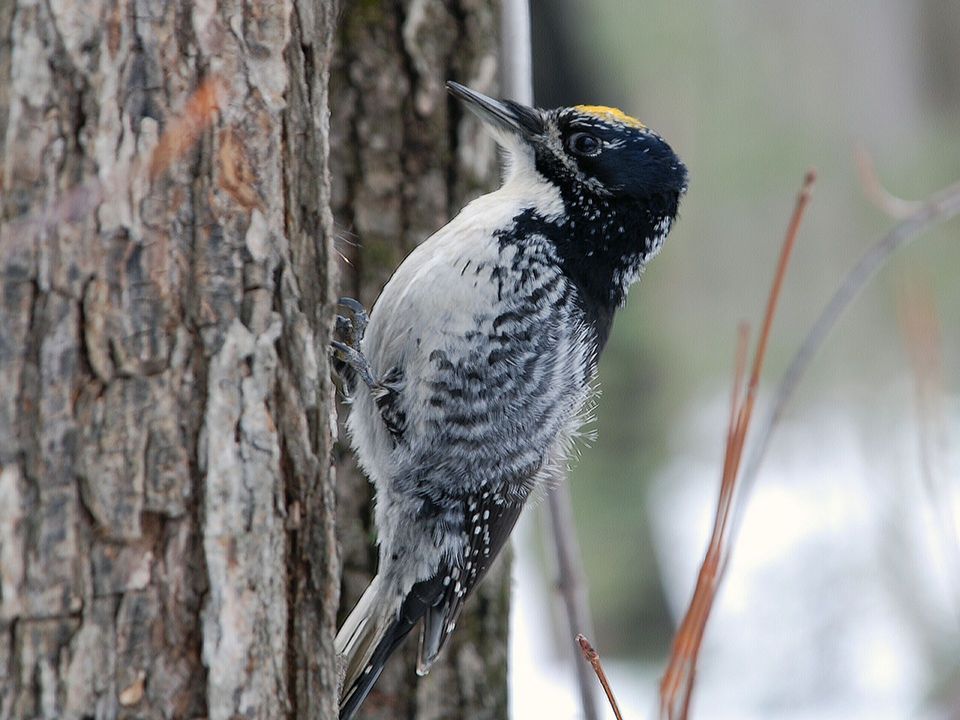 Three-toed Woodpecker wildlife guide for Great Basin National Park