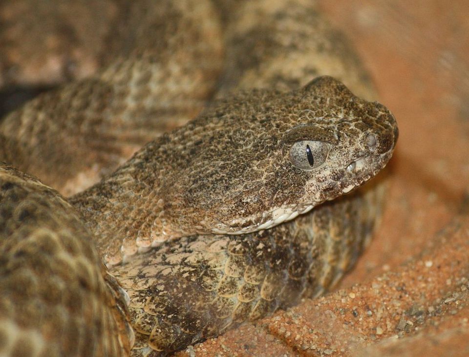 Tiger Rattlesnake wildlife guide for Saguaro National Park
