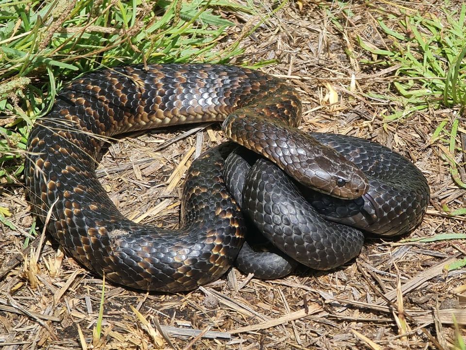 Tiger Snake