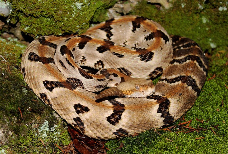 Timber Rattlesnake in Lake George NY