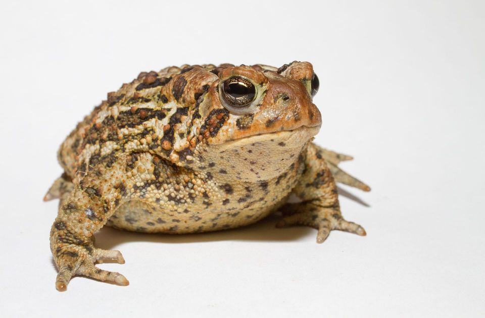 Toad wildlife guide for Crater Lake National Park