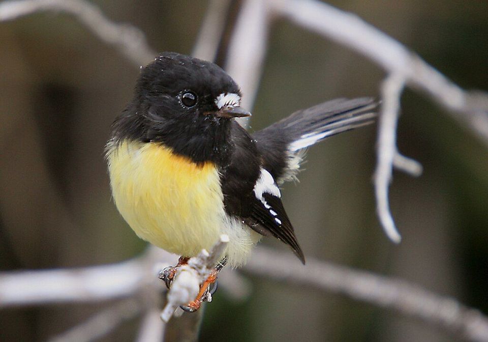 Tomtit in Nelson Lakes National Park