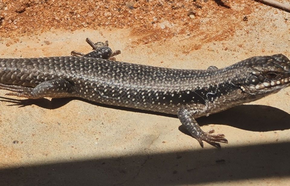 Tree Skink
