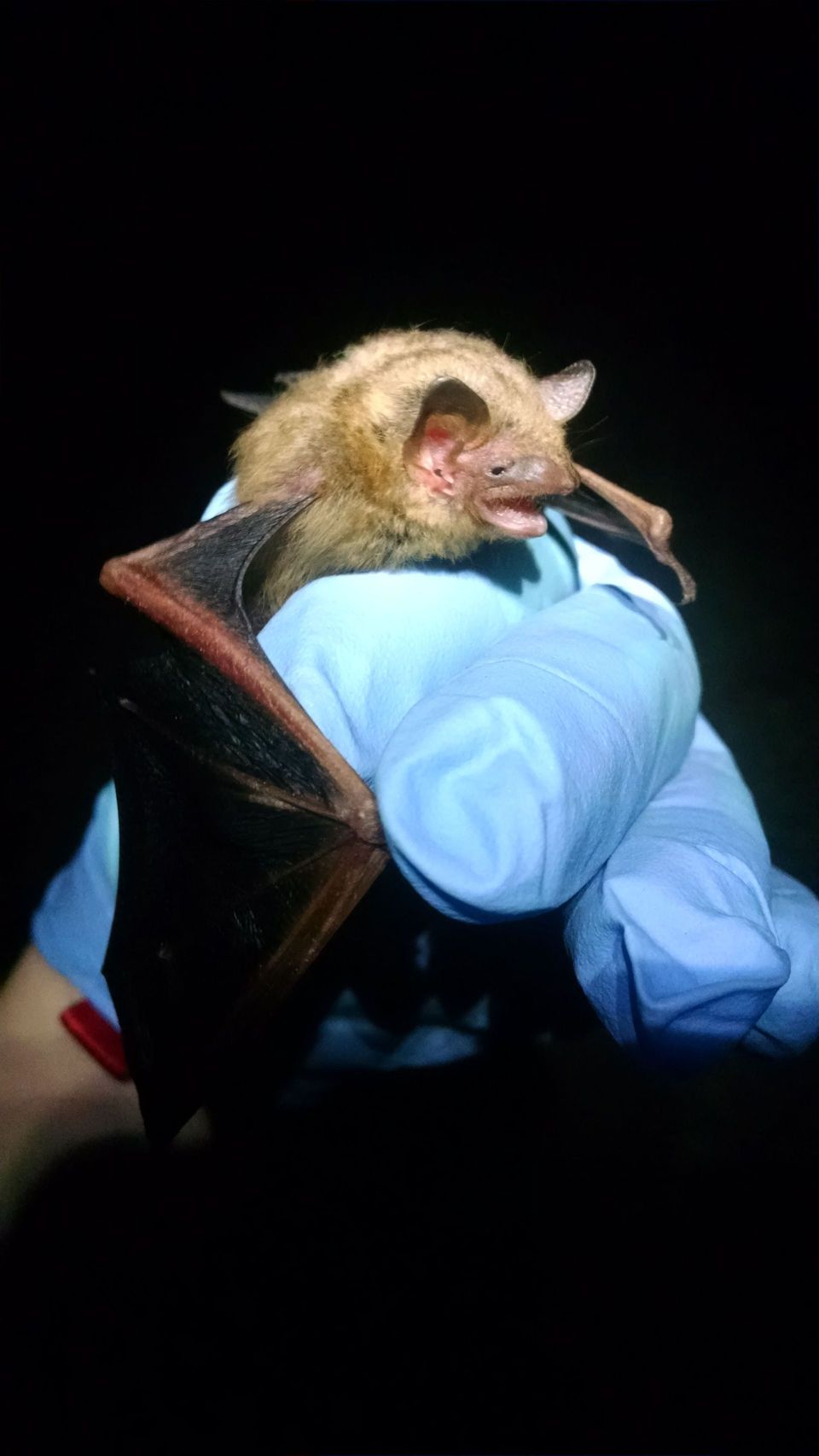 Tricolored Bat in Mammoth Cave National Park