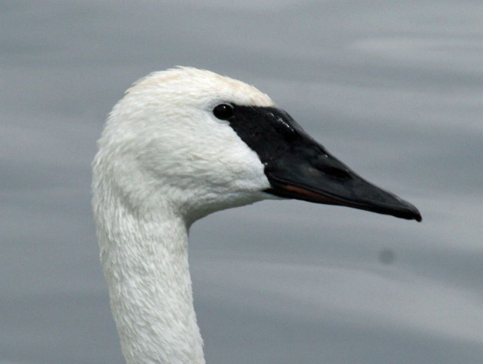 Trumpeter Swan wildlife guide for Banff National Park